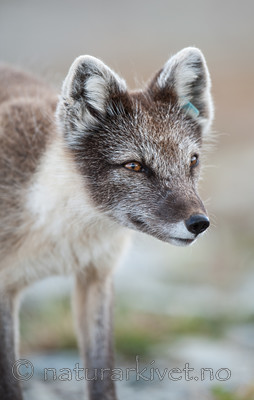 BB 13 0097 / Vulpes lagopus / Fjellrev